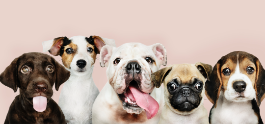 Imagen Etxe-animaliak artatzeko eta adoptatzeko zentroara bisita